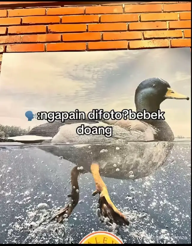 #fyp #fypシ #bebekmodif #gtx #5tp 