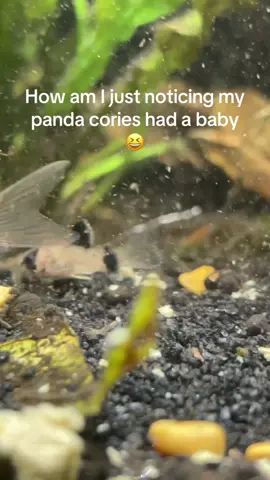 My tank too healthy fr🤝🏼