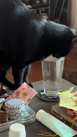 Well hydrated kitty #hydratedkitty #fyp #kittyfyp 