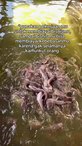 Berusaha Belum tentu Berhasil Diam di pastikan gagal 🔥💪🏻 #budidayalele #peternaklele #fypage #lele #bosmuda 
