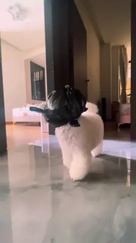 Tên trộm xúc xích đáng yêu#doglover #animals #dog #pet #cutedog 