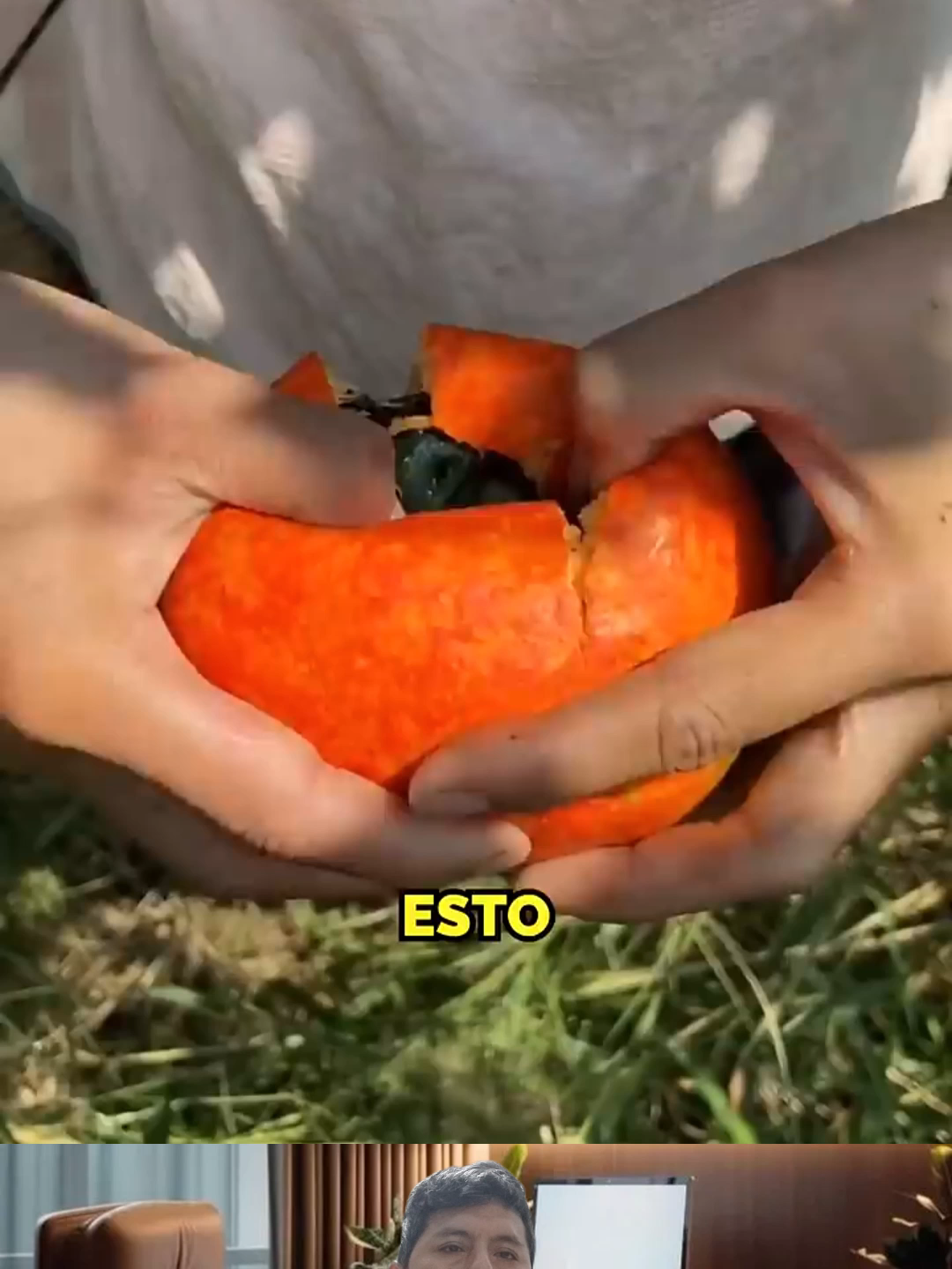 Comiendo La Fruta Más Extraña De China , makal se refiere al fruto de la planta Trichosanthes tricuspidata, también conocida como 