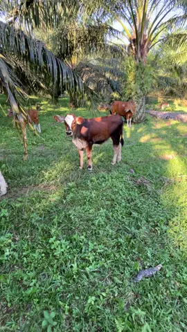 🐮 #sapibali #peternakmuda #peternaksapiindonesia #fyp #lewatberanda 