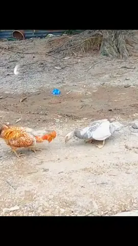 cómo lo vieron las hormigas 🐜 🦖