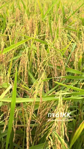 🌾🌾🌾#กข61kk ##กล้าแกร่งเพาะกล้า##พันธุ์ข้าวกล้าแกร่ง##แปลงทดลองกล้าแกร่ง##ข้าวไทย