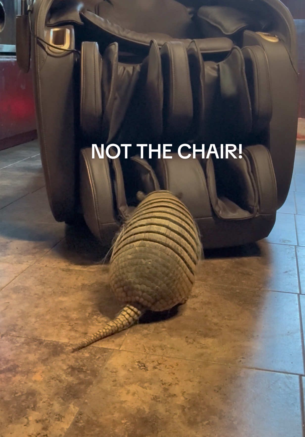 Some people don’t understand how cognizant exotic animals are. Twinkle Toes will always find his chair 💚 For licensing or usage, contact licensing@viralhog.com #armadillo #exotic #wildlife #sanctuary #pnw 