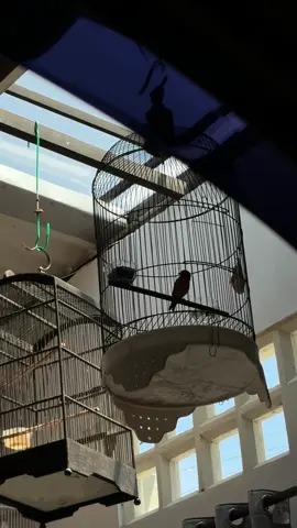 Suara Gereja di Redsiskin asiiik bangett gak sih rasanya? #redsiskin 