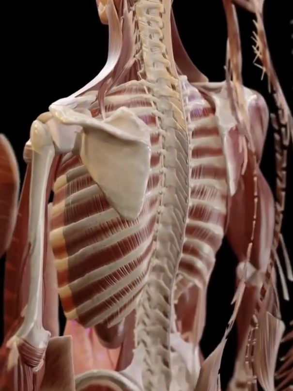 Tại sao chúng ta cần bảo vệ cột sống  Vì cột sống đóng một vai trò vô cùng quan trọng trong cơ thể, không chỉ là bộ khung nâng đỡ mà còn bảo vệ tủy sống và hỗ trợ mọi hoạt động của chúng ta. Việc không chăm sóc và bảo vệ cột sống có thể dẫn đến nhiều vấn đề nghiêm trọng, gây ảnh hưởng lâu dài đến chất lượng cuộc sống. Vì vậy, bảo vệ cột sống chính là giữ gìn sự vận động, sức khỏe thần kinh và chất lượng sống lâu dài. Để bảo vệ cột sống, bạn nên duy trì tư thế đúng khi ngồi, đứng và ngủ; thường xuyên tập thể dục, đặc biệt là các bài tập tăng cường cơ lõi, và tránh mang vác vật nặng sai cách. Nếu cần tư vấn thêm về cách chữa trị và phòng ngừa các bệnh lí cột sống hãy để lại lời nhắn, chúng tôi sẽ tư vấn cho bạn.