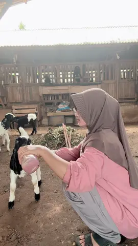 Adem Ayem #peternakmuda #peternak #kambingetawa #peternakkambing 