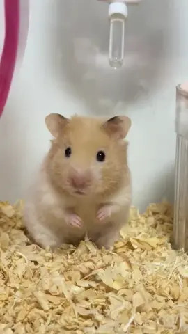 So cute 🥰 #hamsters 