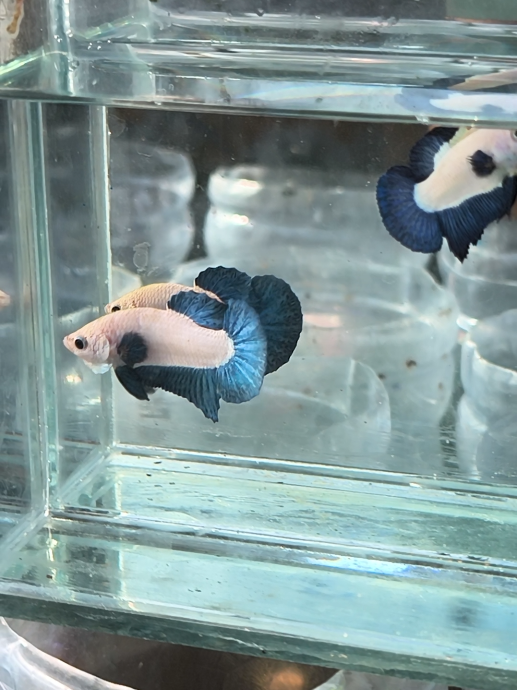 BLUERIM BICO TOP 😋 #bluerim #cupangbluerim #cupang #cupanghias #ikancupang 