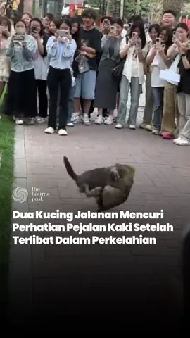 Two street cats succeeded in stealing the attention of residents after getting involved in an exciting fight on the side of the road. Their dramatic movements facing each other made many people stop for a moment, watch, and even record the funny moment. Netizens also joined in with hilarious comments, ranging from 
