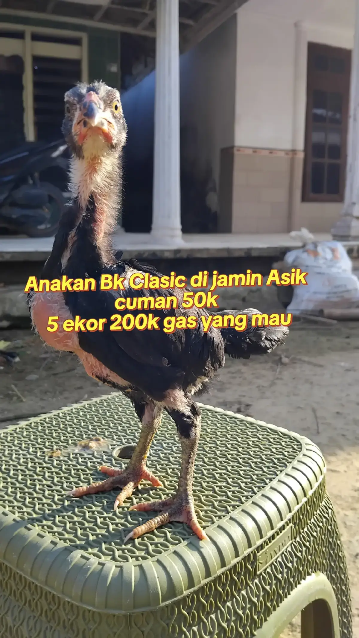 🐔🔥 JUAL AYAM BANGKOK MURAH 🔥🐔 📌 Usia: 1 bulan ke atas 📌 Kondisi: Sehat & Lincah 💰 Harga: 👉 Beli eceran: Rp50.000/ekor 👉 Borongan (5 ekor): Rp200.000 saja! 🤩 ✅ Cocok buat pembesaran ✅ Keturunan pilihan ✅ Stok terbatas, buruan amankan sekarang! 📍 Lokasi: Sumenep Madura 📦 Bisa COD / Kirim sesuai kesepakatan 💬 Minat? Chat langsung sebelum kehabisan! WA : 081225969984 #ayambangkok #ayambkclasik #ayamjagoindonesia #promomakangajian #xybca #masukberanda #fypシ゚viral #fyppppppppppppppppppppppp 