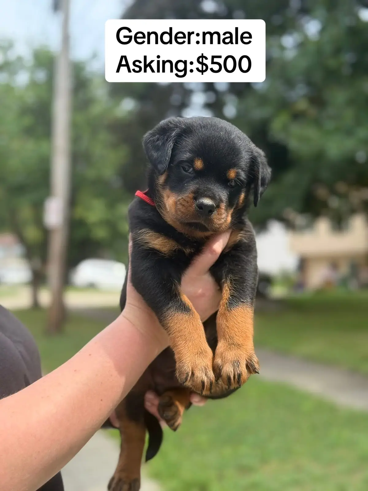 Red boy 5 weeks old Lexi and onyx Our adorable Rottweiler puppies are priced at $500 each. This includes: - Initial vaccinations - Microchipping - Health guarantee - Puppy package with food, toys, and training resources #rottweiler #rottweilersofinstagram #rottweilerpuppy #rottie #rottweilerlove 