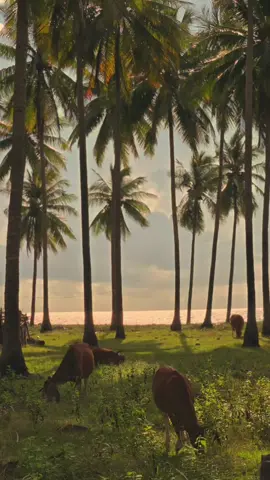 #selayar #sulawesiselatan #makassar #fyp #pesonaindonesia 