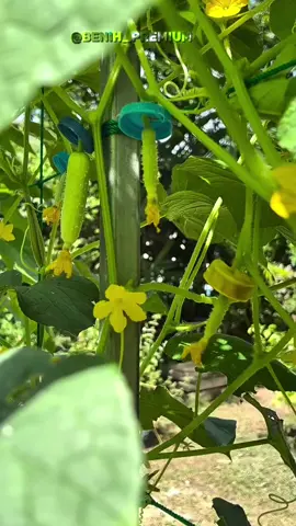 Cara kreatif petani China membungkus timun dengan botol.  #botolbekas #petanikreatif #petanicerdas #petanitimun  #fyppppppppppppppppppppppp 