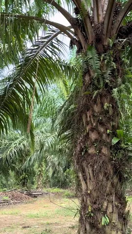 9 ekar ++ Sawit 8 tahun Kebun cantik FREEHOLD  NON BUMI RM148k/ekar Pm if interested #sawit #tanah #kebun #perak #siputeh 