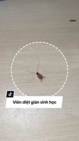 Các bác cứ để tầm 1 tuần là sẽ thấy nhiều gián nghẻo lắm #hoaihayho #reviewdogiadung #viendietgian #viendietgiansinhhocamb #viendietgiansinhhoc 