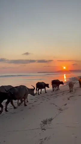 📍 Pantai Nihi Sumba  🎥 Source :@ikisyalala  #nihisumba #sumba #sumbaisland #sumbadream📸 #fyp 