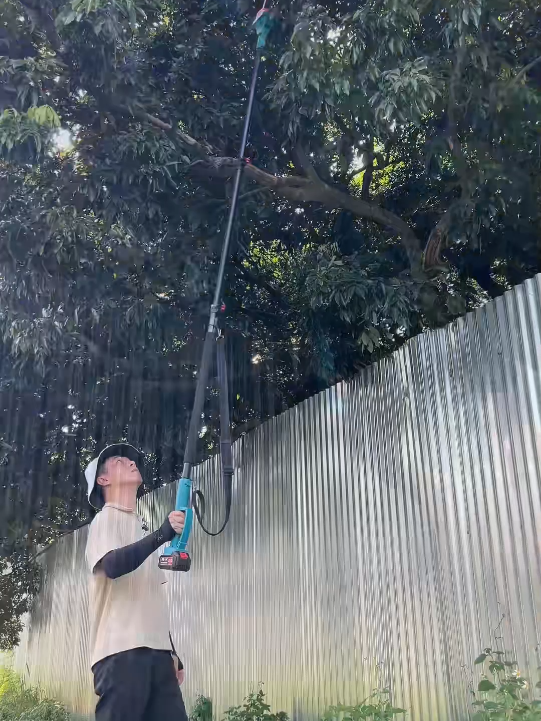 ⚙️ KÉO TỈA CÀNH TRÊN CAO #keocatcanh#keocatcanhcay#keocatcanhcaytrencao#lamvuon#vuoncay #nongnghiep