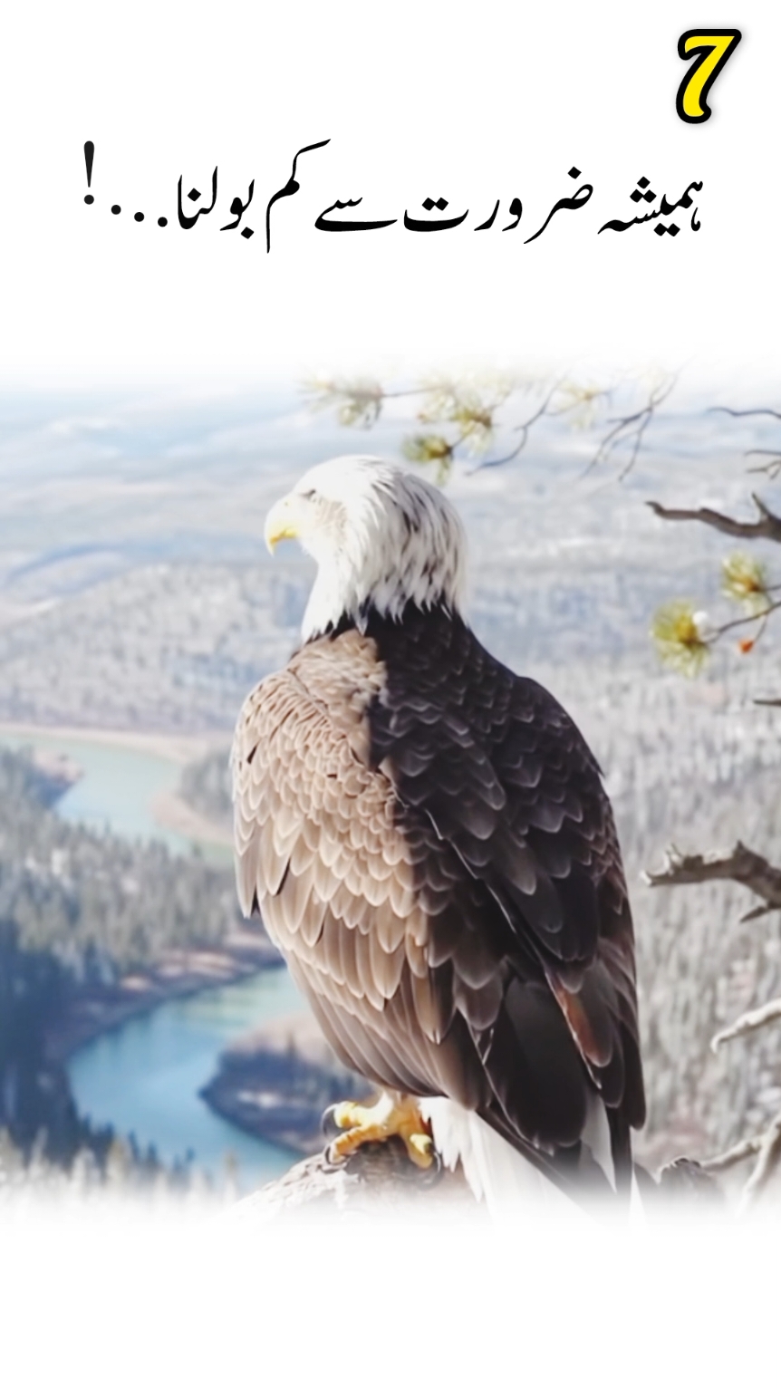 Majestic Eagle | The King Sitting on a Tree#power #eagles #tik_tok #viralvideos #viral 