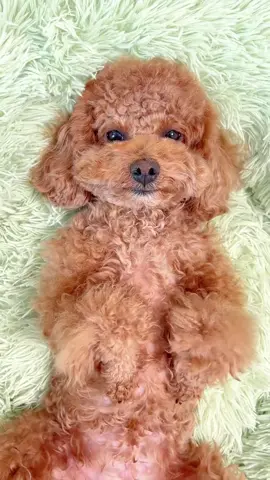 Spa cho pet tại nhà 🐶 #asmr #asmrsounds #asmrvideo #dog #bunquystoc 