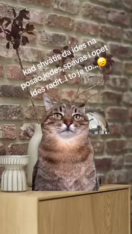 #Meme #MemeCut #CapCut 