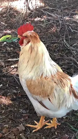 Atoofa 😂😜 ##atoofa #rooster #roostercalling #roosterentertainment #roostersoftiktok 