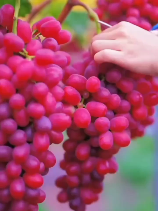 Beautiful Fruits 💗#fruits #grapes #nature #beauty #foryou 