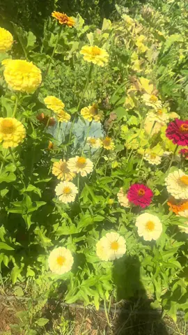 Misss gibi bahçemin çiçekleri 😉