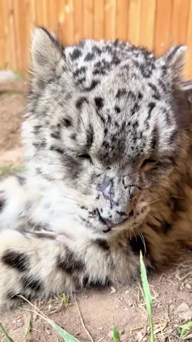 Newly produced  snow leopard#tiktok #fypシ #animals 