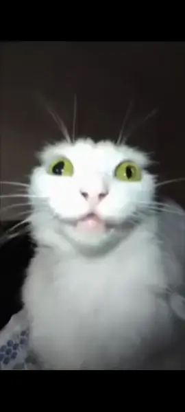 #whitecat #белыйкот #говорящийкот 