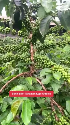 Benih Bibit Tanaman Kopi Arabica #bibitkopi 