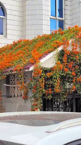 Hoa Rạng Đông (chùm ớt)🌸🌸 Sắc hoa khỏe khoắn và bền bỉ 🌸 Hoa rạng đông không chỉ nổi bật với sắc cam rực rỡ, khoe sắc từ sáng sớm đến chiều tối, mà còn mang nhiều ưu điểm tuyệt vời: ✨ Nở quanh năm, hoa sai và rực rỡ như ánh bình minh. ✨ Cây leo nhanh, xanh tốt, phủ giàn mát mẻ và tạo không gian sống trong lành. ✨ Dễ trồng, ít sâu bệnh, chịu nắng tốt – thích hợp cho mọi khu vườn và ban công. ✨ Mang ý nghĩa phong thuỷ: tượng trưng cho sức sống, sự may mắn và nguồn năng lượng tích cực. 👉 Một giàn hoa rạng đông trước nhà không chỉ đẹp mắt mà còn đem đến cảm giác tươi mới, đầy sức sống cho cả không gian! 💖 #hoadep #hoacaycanh #hoaleogian #hoachumot #hoarangdong 