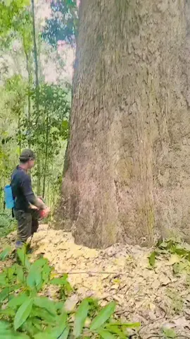 #malaysia #indonesia🇮🇩 #sulawesiselatan 