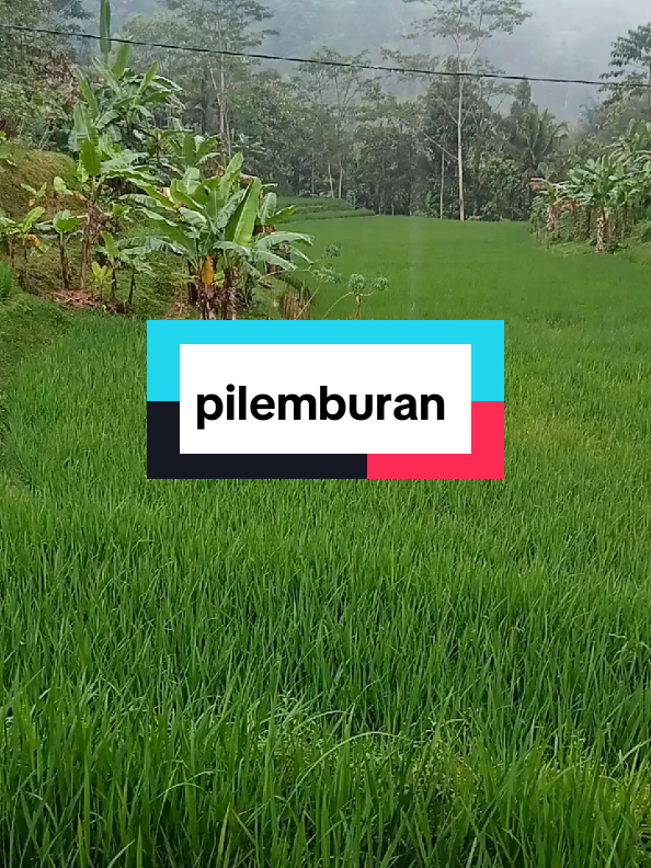 pilemburan #pedesaan #suling #fyp 