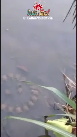 #stitch with @J #CottonMouf #CottonMoufOfficial #Comedy #Puppets 