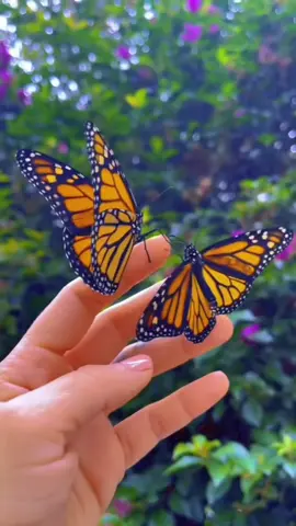 #ابدأ صباحك بمن تحب ليكون صباحك كما تحب🤍🌹 صباح الخير#صباحات_جميلة 