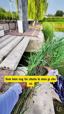 Câu cá ngày bão #xuhuong #xuhuongtiktok #cauca #cautunhien #fishing 