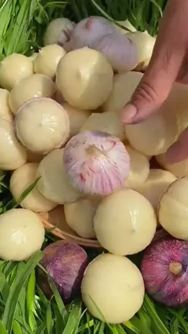 Black Garlic bawang hitam tunggal makanan diet sehat banyak manfaat yang tinggi akan antioksidan #blackgarlic  #bawanghitamtunggal  #fruit #fruits #panenbuah 