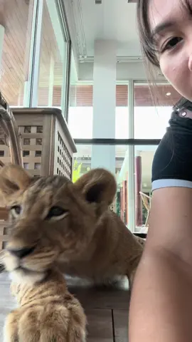 โดนสิงโตหอมแก้มเป็นแบบนี้นี่เองอะเตงง🥰🦁🫶🏻#chalong #Phuket #lioncafe #รักสิงโตน้อย❤️ #คาเฟ่สิงโตภูเก็ต @หยกหยกมาเเว้วววว🤍✨ 