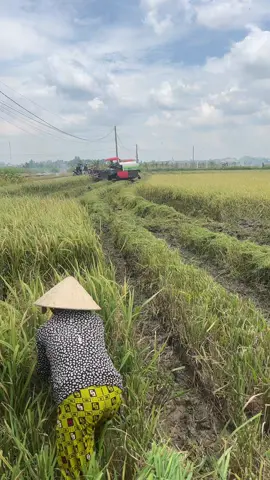 Được a chủ cưng cho chạy đất cứng đất lầy anh ấy chạy kkkk