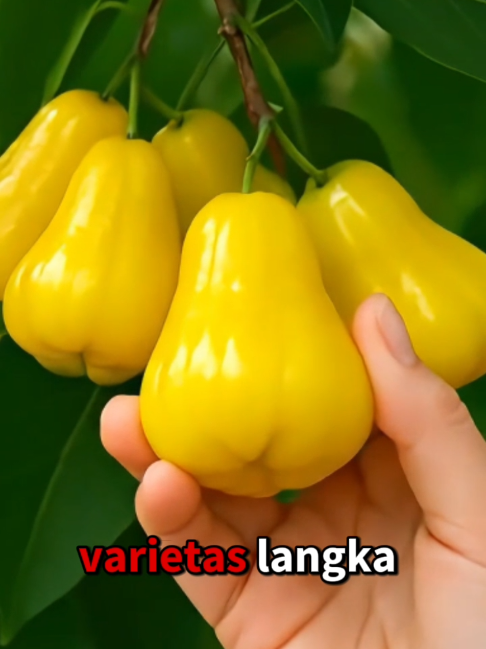 Jambu Air Kuning, varietas langka dengan rasa manis segar#JambuAirKuning #BuahLangka #BuahPremium #BibitJambu #TanamanBuah 