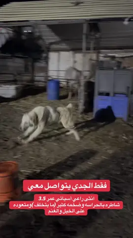 #alabaidog #alabaipuppy #تابعوني_رح_نزل_شي_جديد #تابعوني_رح_نزل_شي_جديد #قلنسوه_طيبه_طيره 