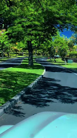 Beautiful 🌳#hawaii #fypシ #tik #tiktok #paradise 