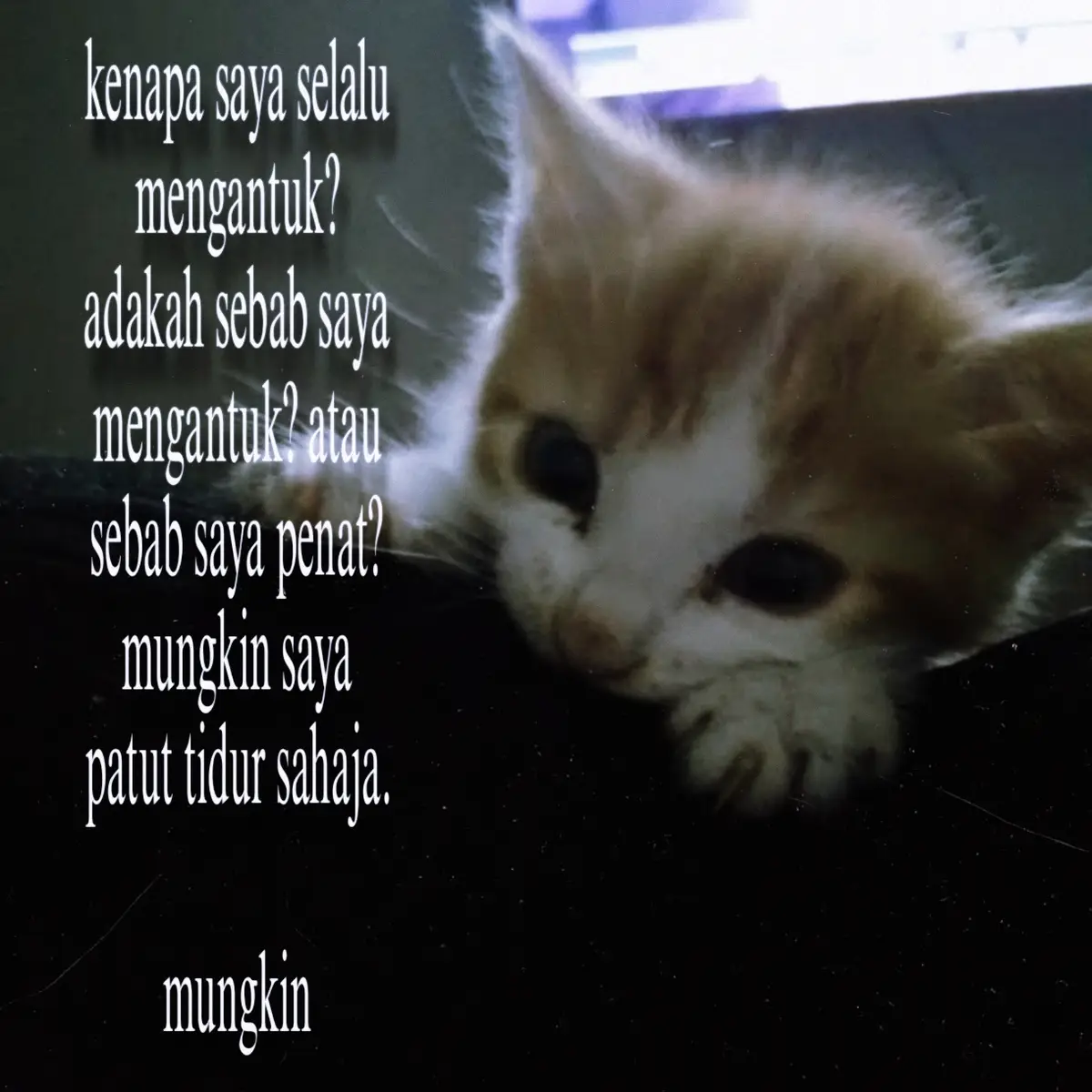 #kucingkecik127