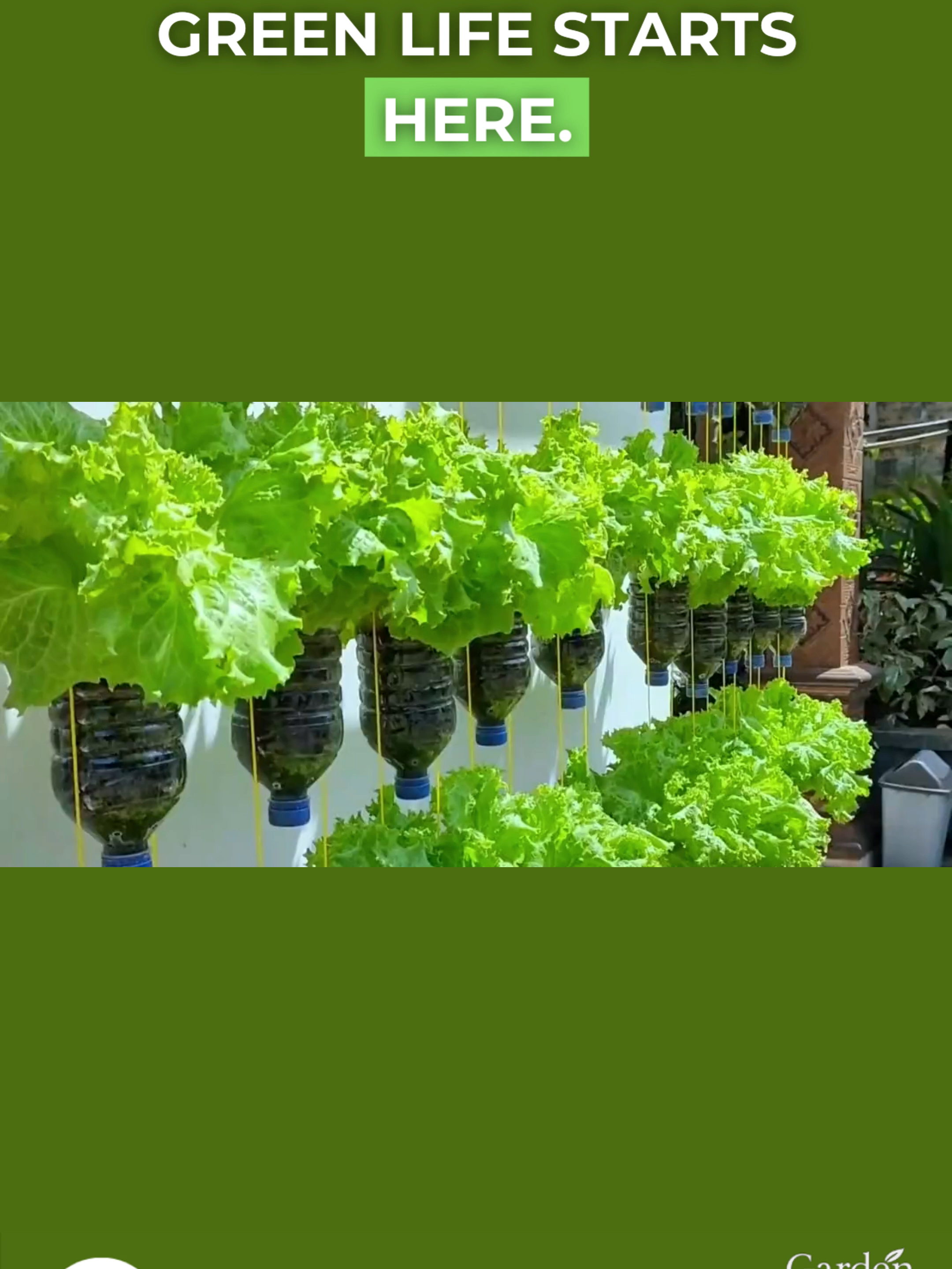 “Turn plastic bottles into a salad garden—easy DIY!”#Lettuce #GrowLettuce #SaladGarden #DIYGardenPH #UrbanGardeningPH #PinoyGarden #VeggieTok #PlantTok #GardenTok #RecycledGarden #BottleGarden #EcoLivingPH #BudgetGardenPH #GrowYourOwnFood #FreshVeggiesPH #HomeHarvestPH #OrganicGardenPH #KitchenGardenPH #FoodFromHomePH #UrbanGoesGreen#fyp
