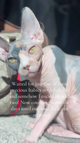 It’s an indescribable love! Call me a crazy cat lady🤷‍♀️#catmom #crazycatlady #ilovethemsomuch #sphynx #sphynksofaz 