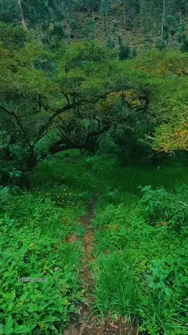 Pacific trail #nature #forest #LIVEIncentiveProgram #GenuineInteractionMatters #PaidPartnership 