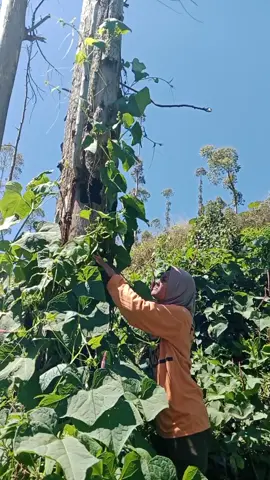 bikin sayur asem #sayurasem_satset #resepsatset_rudy